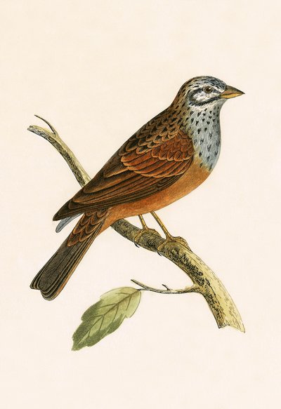 Gestreifter Ammer, Illustration aus 