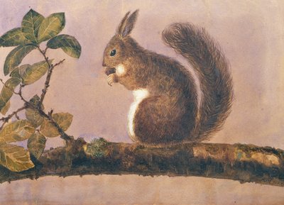 Studie eines Eichhörnchens auf einem Ast, um 1840 von English School