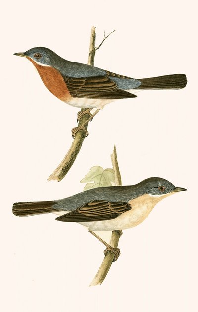 Subalpine Grasmücke, Illustration aus 