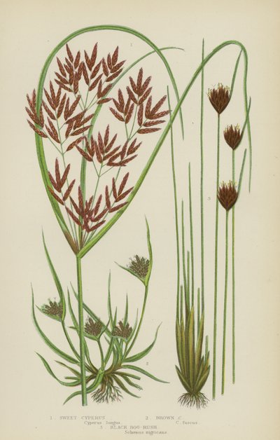 Süßer Zyperus, Brauner Zyperus, Schwarzes Moor-Riedgras von English School