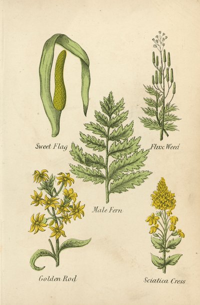 Kalmus, Flachs, Männlicher Farn, Goldrute, Ischiaskresse von English School
