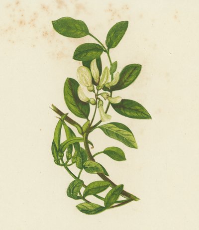 Süßer Tragant, Astragalus Glyciphyllus von English School