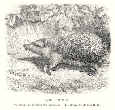 Syrischer Igel von English School