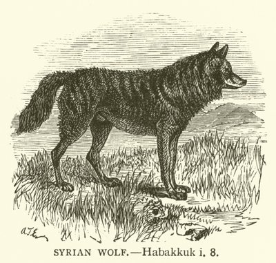 Syrischer Wolf (Habakuk, i, 8) von English School