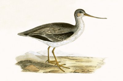 Terek-Godwit, Illustration aus 