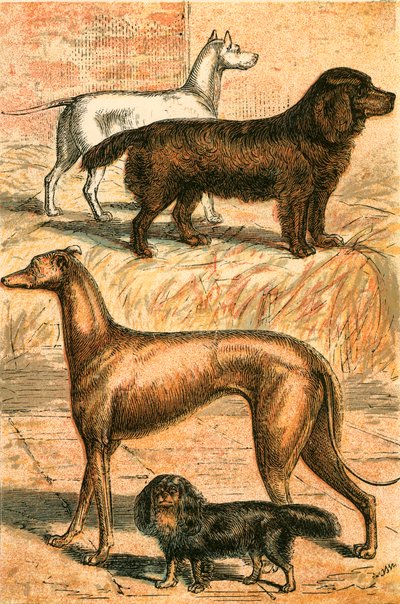 Terrier, Spaniel, Windhund und King Charles Spaniel von English School