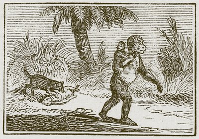 Der Affe und ihre zwei Jungen von English School