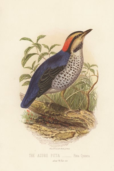 Der Azurblaue Pittavogel, Pitta Cyanea von English School