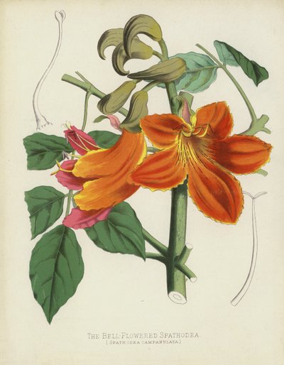 Die Glockenblütige Spathodea, Spathodea Campanulata von English School
