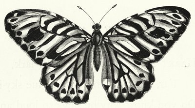 Der Schmetterling von English School