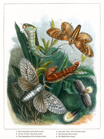Das Schmetterlingsvivarium (farbige Gravur) von English School
