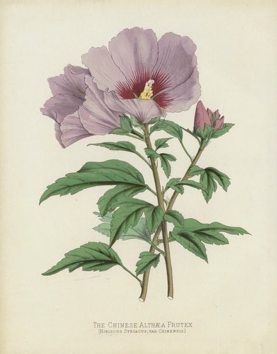 Die Chinesische Althaea Frutex, Hibiscus Syriacus; var Chinensis von English School
