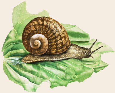 Die Gemeine Gartenschnecke, Illustration aus 