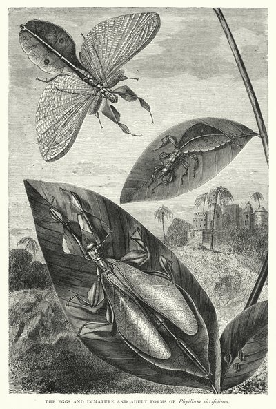 Die Eier und unreifen und erwachsenen Formen von Phyllium siccifolium von English School