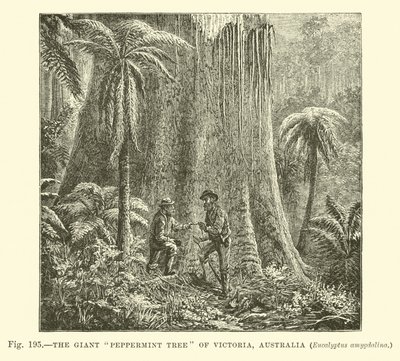 Der riesige Pfefferminzbaum von Victoria, Australien, Eucalyptus amygdalina von English School
