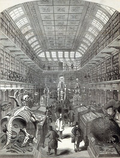 Das Hunterian Museum am Royal College of Surgeons, aus 