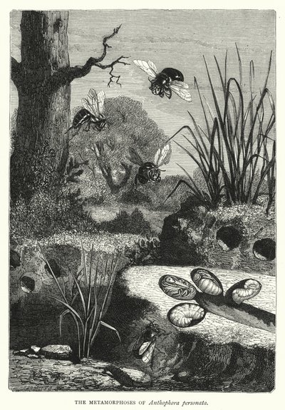 Die Metamorphosen von Anthophora personata von English School