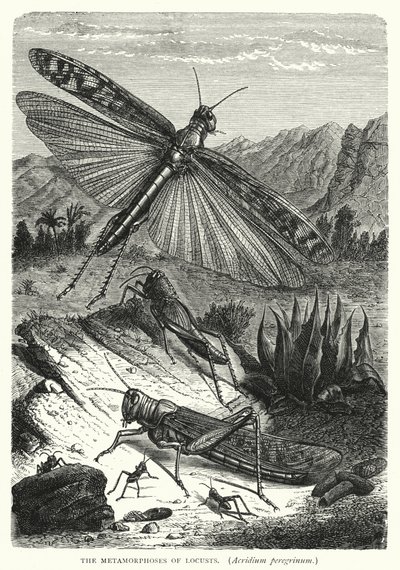 Die Metamorphosen der Heuschrecken, Acridium peregrinum von English School