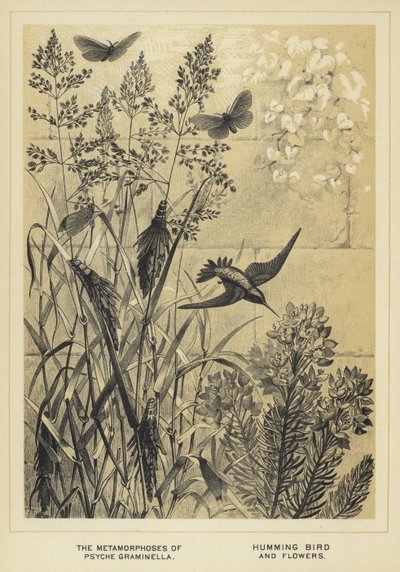 Die Metamorphosen der Psyche graminella, Kolibri und Blumen von English School