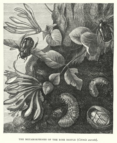 Die Metamorphosen des Rosenkäfers, Cetonia aurata (Stich) von English School