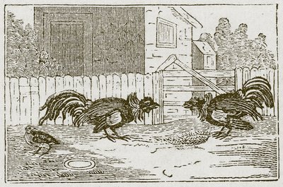 Das Rebhuhn und die Hähne (Gravur) von English School