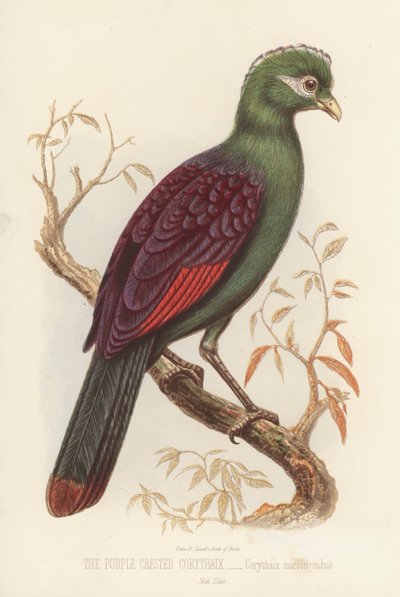 Der Purpurkronenturako, Corythaix Macrorhynchus von English School