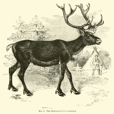 Das Rentier, Cervus tarandus von English School