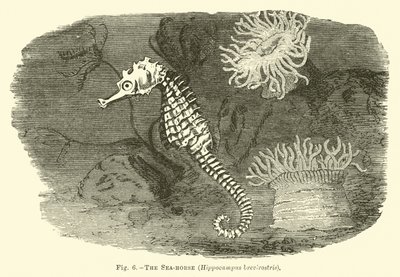 Das Seepferdchen, Hippocampus brevirostris von English School