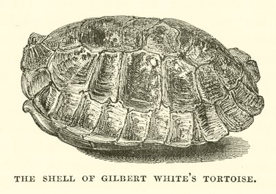 Der Panzer von Gilbert Whites Schildkröte (Gravur) von English School