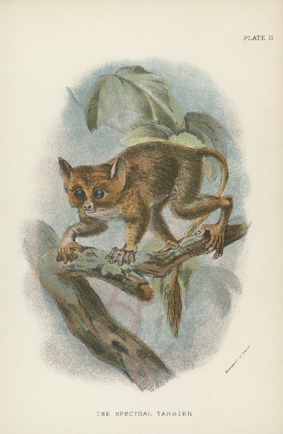 Der Spektral-Tarsier von English School