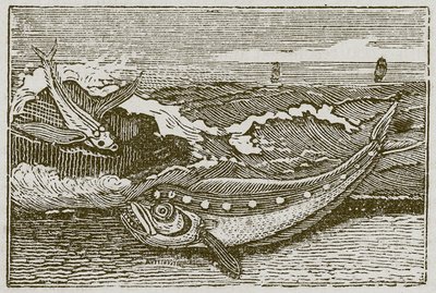 Der Thunfisch und der Delfin (Gravur) von English School