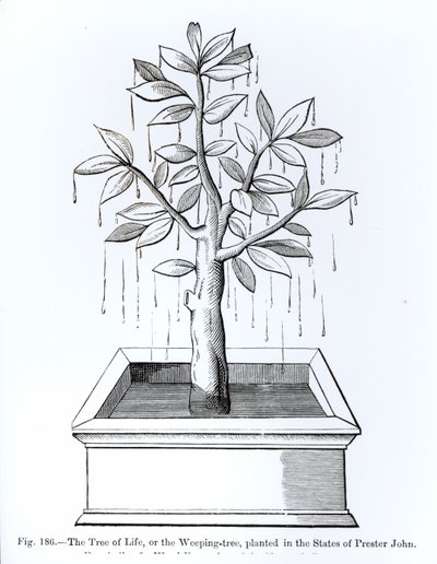 Der Baum des Lebens oder der Weidenbaum, gepflanzt in den Staaten von Priester Johannes, Illustration aus Wissenschaft und Literatur im Mittelalter und der Renaissance, geschrieben und graviert von Paul Lacroix, 1878 von English School
