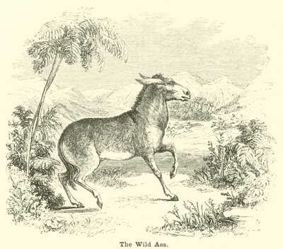 Der Wildesel von English School