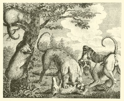 Die Katze und der Fuchs von English School