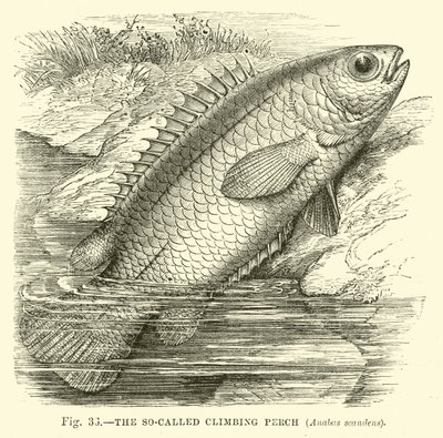 Der sogenannte Kletterfisch, Anabas scandens von English School
