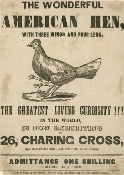 Das wunderbare amerikanische Huhn, mit drei Flügeln und vier Beinen von English School