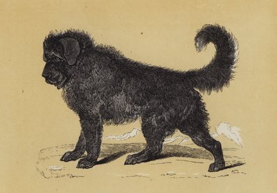 Tibet-Hund von English School