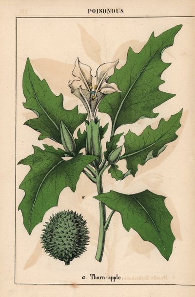 Stechapfel mit weißen Blüten und stacheligen Früchten, aus 