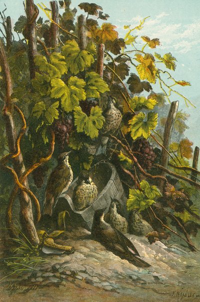 Drosseln und Weinrebe von English School