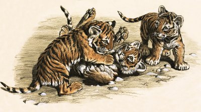 Tigerjunge von English School