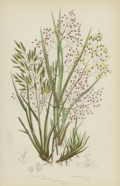 Büschelhaargras, Glattes Alpenhaargras, Gewelltes Haargras von English School