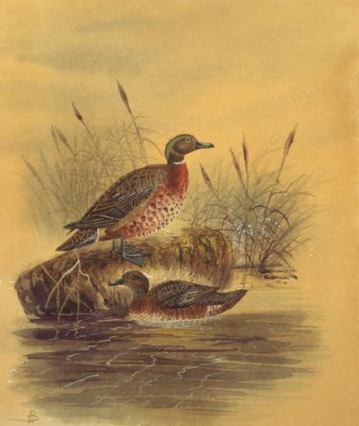 Zwei Enten an einem Schilfufer, ca. 1890 von English School