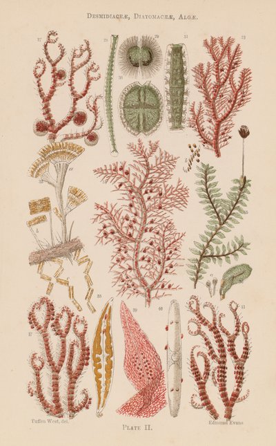 Unter dem Mikroskop: Desmidiaceae, Diatomaceae, Algen von English School