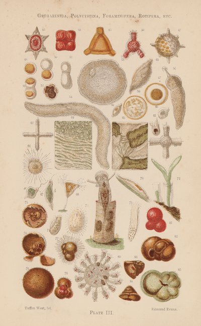 Unter dem Mikroskop: Gregarinida, Polycystina, Foraminifera, Rotifera, etc. von English School