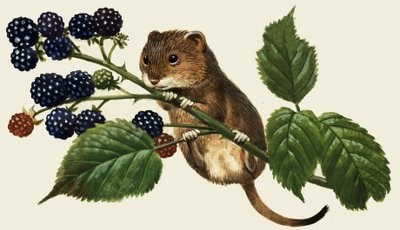 Unidentifizierte Maus klettert auf einen Brombeerstrauch von English School