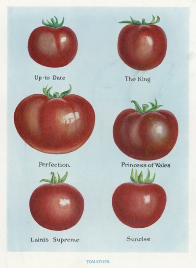 Gemüseanbauanleitung: Tomaten von English School