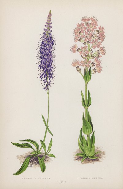 Veronica Spicata; Lychnis Alpina von English School