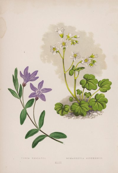 Vinca Herbacea; Romanzovia Sitchensis von English School