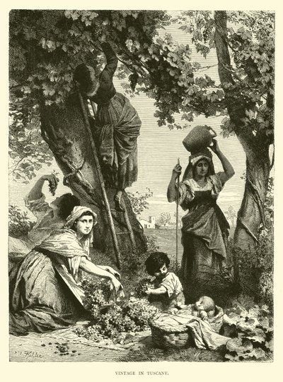 Weinlese in der Toskana von English School