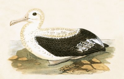 Wanderalbatros, Illustration aus 